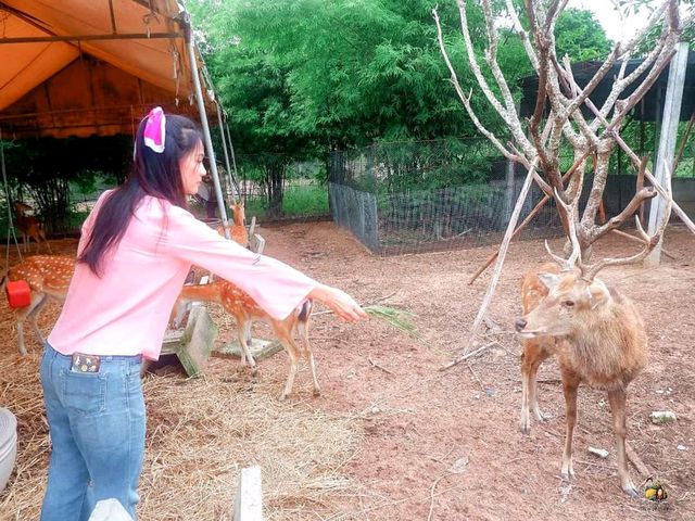 Pungluang ผึ้งหลวงรีสอร์ท