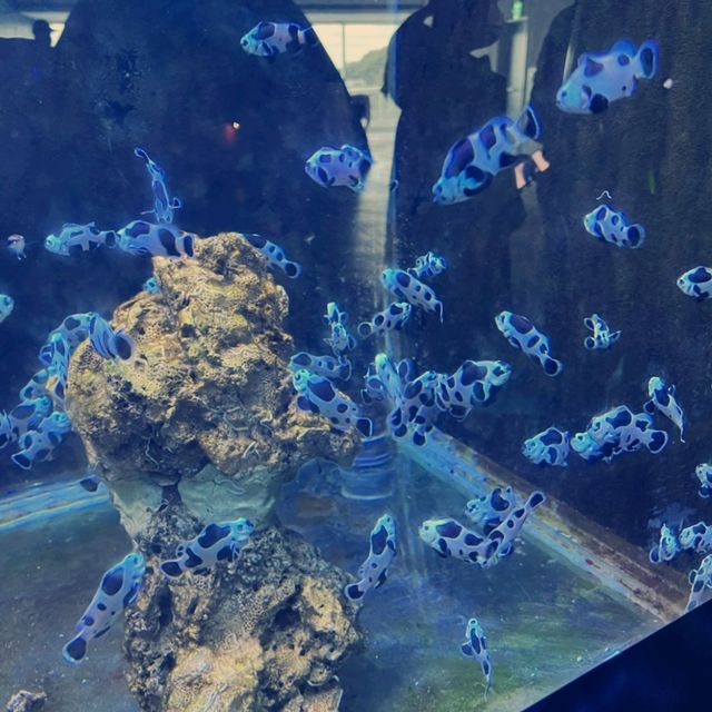 潮境智能海洋館：科技與海洋的完美融合