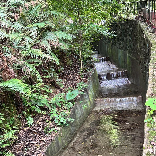 ～陽台山森林公園～自然的奇妙～