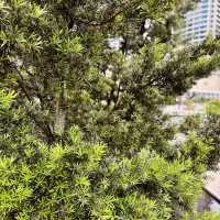 "Reconnect with Nature at KLCC Park: A Family-Friendly Retreat"
