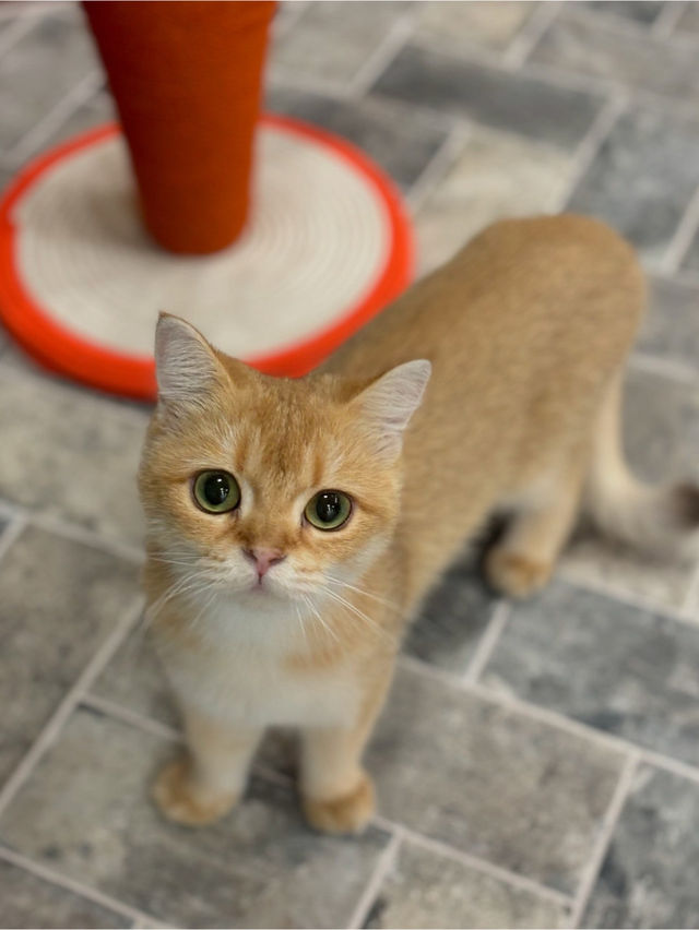 🐈🎶중구 명동 사랑과 빛이 가득한 고양이 카페, 루프캣미