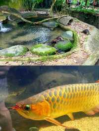 Outdoor Adventure at Singapore Zoo