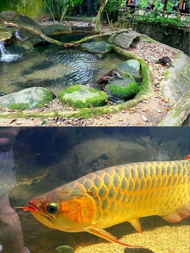 Outdoor Adventure at Singapore Zoo