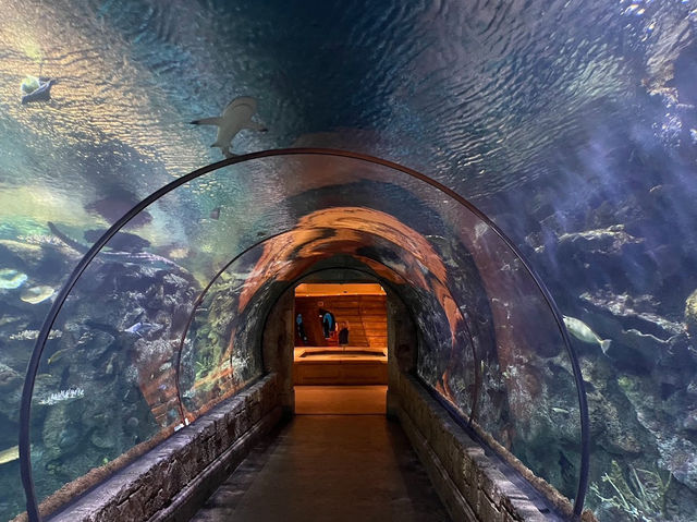 拉斯維加斯的鯊魚礁水族館
