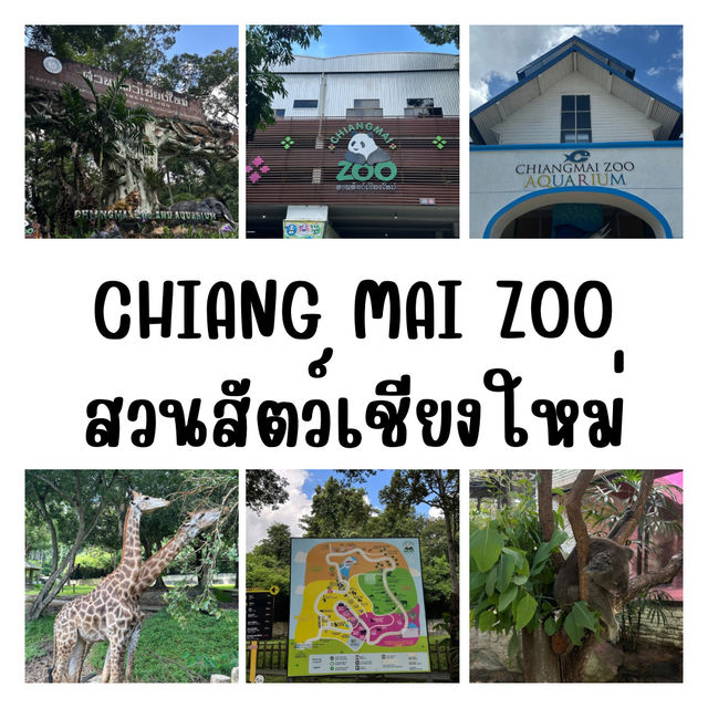 ✨ พาทัวร์สวนสัตว์เชียงใหม่ ⛰️🐨🦒🐘🐢🦋