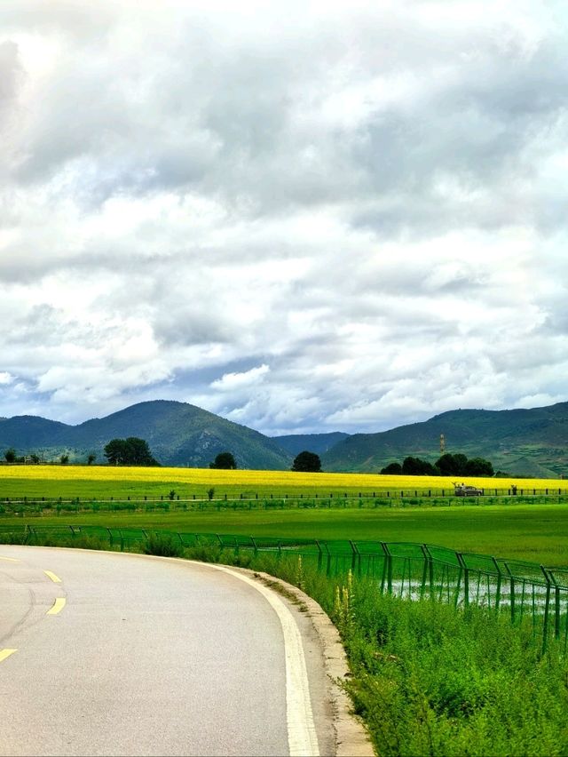 Living in My Dream of Canola Flower Field in Shangri-La