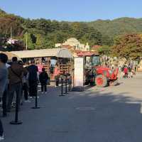 [포천] 핑크핑크한 핑크뮬리를 포천허브아일랜드에서🌸