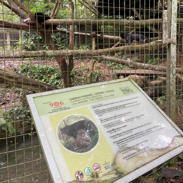 A Day of Adventure: Discover Zoo Melaka 🇲🇾