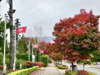 河口湖紅葉季