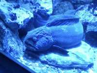 名古屋港水族館