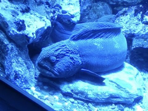名古屋港水族館