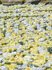 【期間限定】感動の絶景広がる🌼 欲張りに2種類たのしむのがおすすめ🫶🏻🌸✨ 