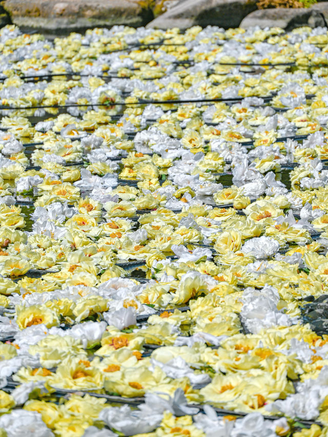 【期間限定】感動の絶景広がる🌼 欲張りに2種類たのしむのがおすすめ🫶🏻🌸✨ 
