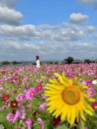 400万本のコスモス畑🌼*･