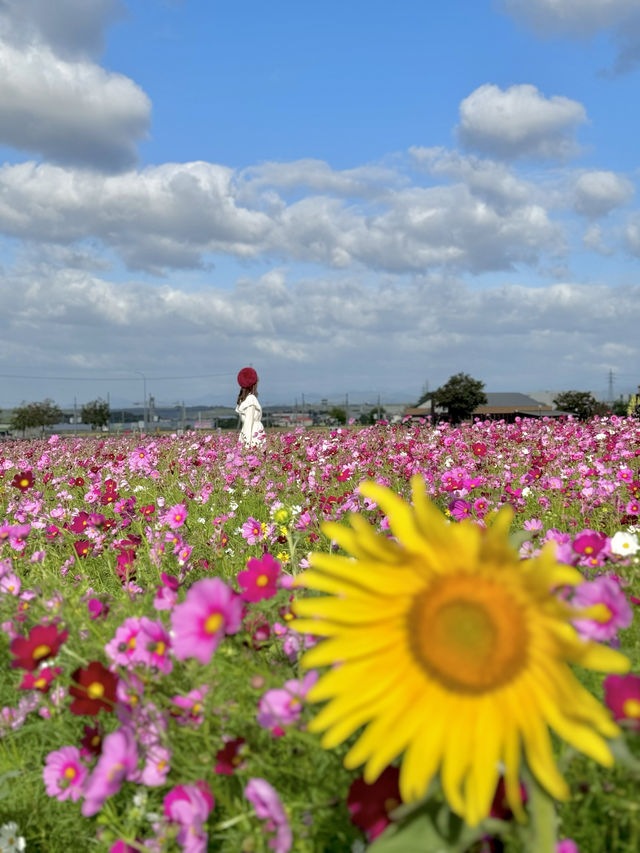 400万本のコスモス畑🌼*･