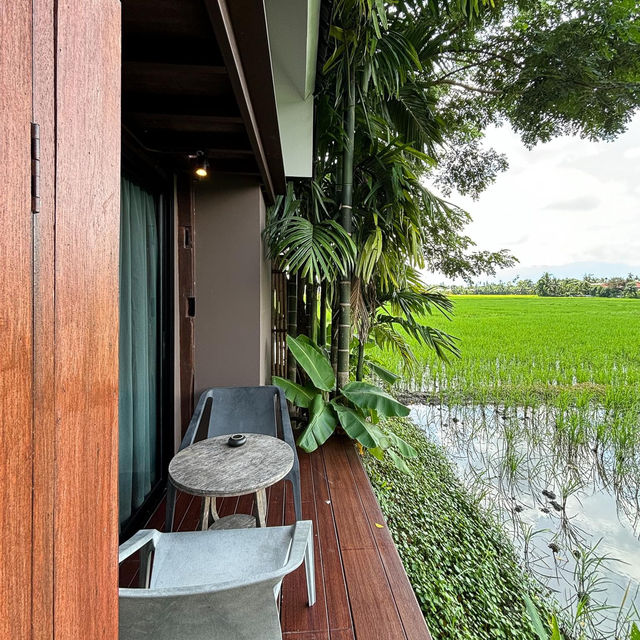 ที่พักเชียงใหม่กลางทุ่งนา 🏡🌾