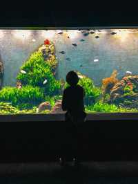 【沖縄】那覇の映える水族館✨ DMMかりゆし水族館
