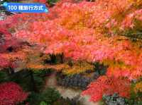 日本三景-宮島的漫山楓紅與海上鳥居