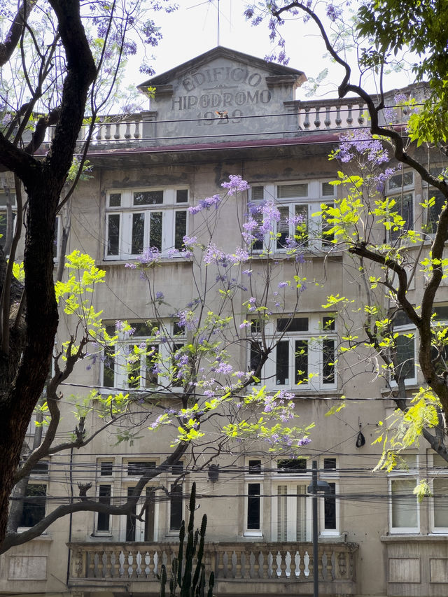 Best spot to watch jacaranda blooming in Mexico city