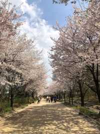 Seoul forest ช่วงฤดูใบไม้ผลิ
