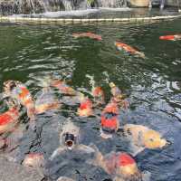 【夏の新潟】　錦鯉の里