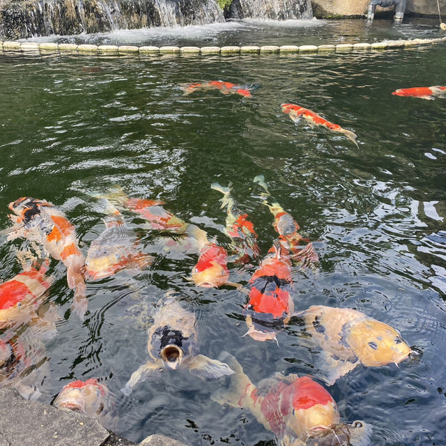 【夏の新潟】　錦鯉の里