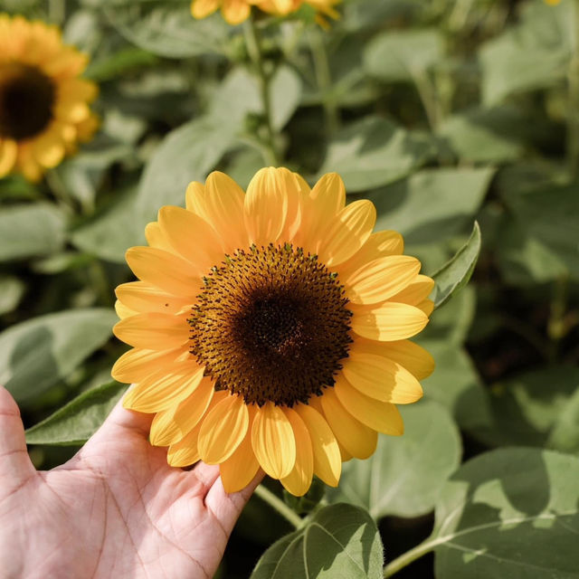 ทุ่งดอกทานตะวันในเมืองกรุง สวนรถไฟจตุจักร🌻