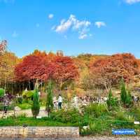 Seoul Grand Park in autumn is pure magic!