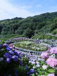 名古屋愛知縣：紫陽花之里
