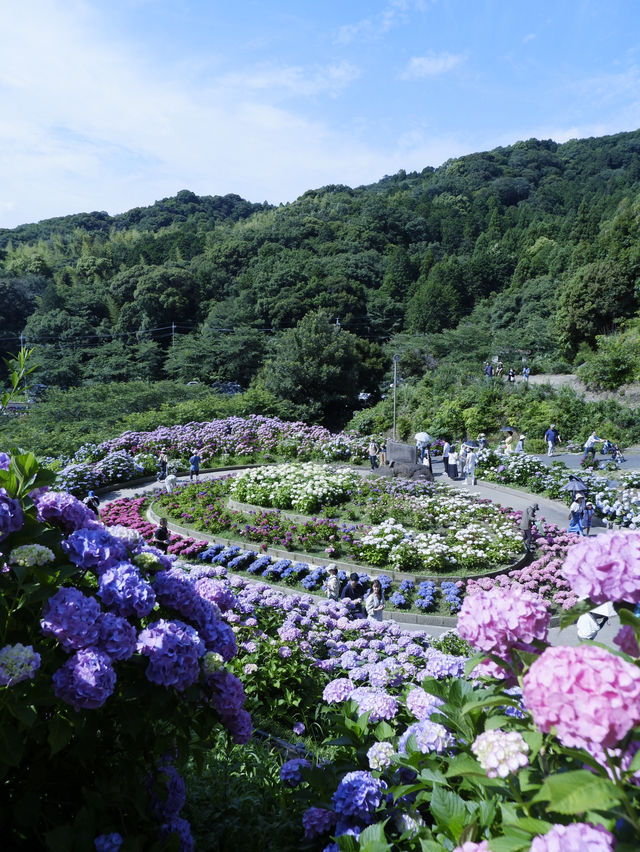 名古屋愛知縣：紫陽花之里