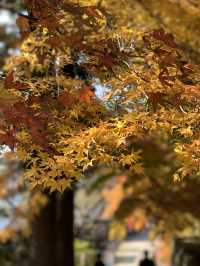 【東北×山形】東北の紅葉🍁名所  岩肌と奇石 紅葉🍁のコントラストが素晴らしい