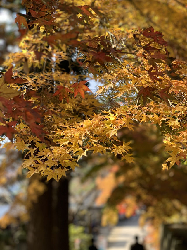 【東北×山形】東北の紅葉🍁名所  岩肌と奇石 紅葉🍁のコントラストが素晴らしい