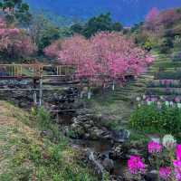 สะพานซากุระขุนวาง 