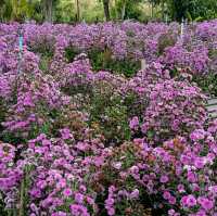 🎉 ชมสวนดอกไม้วิวภูเขา 🌷 ธารคีรี กระบี่