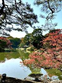【東京×紅葉】  六義園  素晴らしい雪吊りと紅葉のリフレ