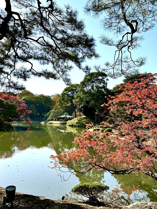 【東京×紅葉】  六義園  素晴らしい雪吊りと紅葉のリフレ