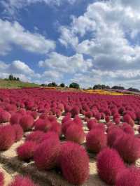 広島観光🥰美しいお花のパッチワークが素敵🥹🌸💐🫶