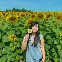 ดอกทานตะวันไร่คุณรำยอง