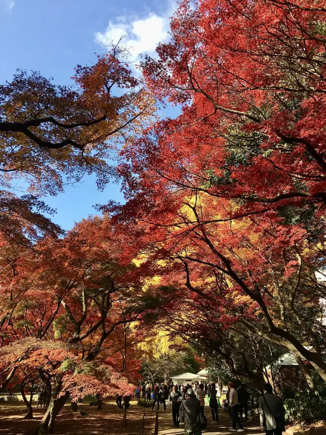 賞楓!!! 新宿御苑