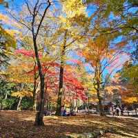 紅楓季書寫山漫步芬多精森林