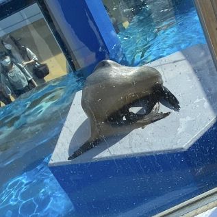 【香川】四国水族館🐟