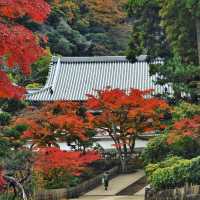 Visit Engaku-ji - An ancient temple in the heart of Kamakura