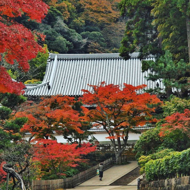 Visit Engaku-ji - An ancient temple in the heart of Kamakura