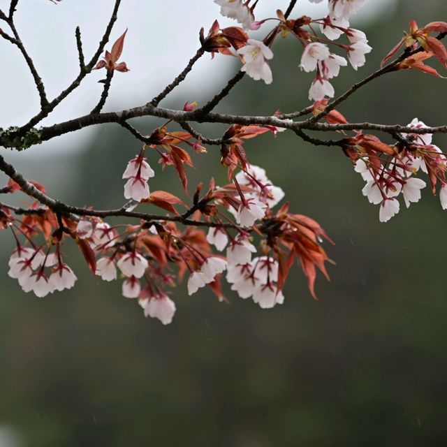 日本中部賞櫻 - 惠那峽