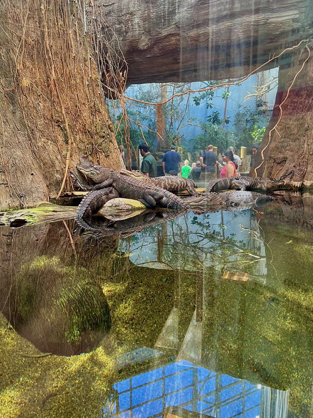 ［田納西旅遊］Tennessee Aquarium-心目中第一名的水族館🐠🦈🪼🐊🦋