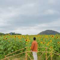 ดอกทานตะวันที่บานแล้วที่ไร่มณีศร 🌻