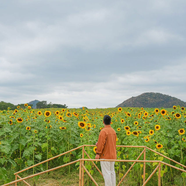 ดอกทานตะวันที่บานแล้วที่ไร่มณีศร 🌻