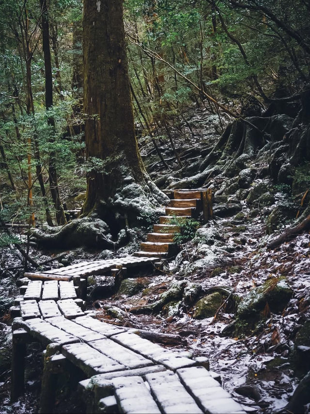【冬のウィルソン株】オフシーズンの屋久島のおすすめ