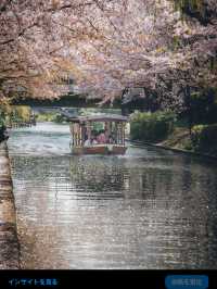 【伏見十石舟と桜】京都の桜おすすめスポット