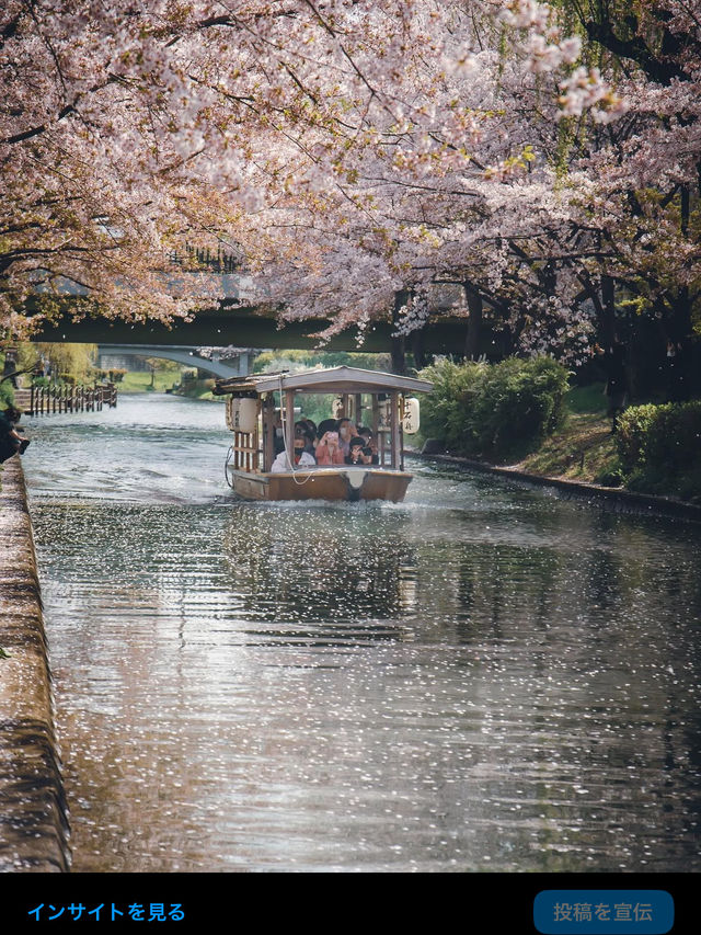 【伏見十石舟と桜】京都の桜おすすめスポット